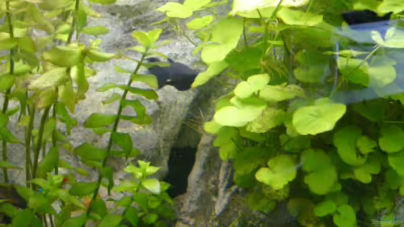 Pflanzen im Aquarium Becken 1387 von Mario Jungnitsch (7)