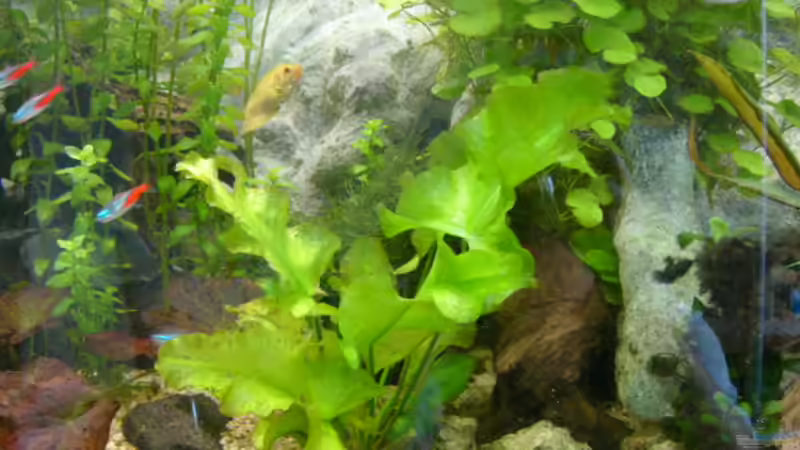 Pflanzen im Aquarium Becken 1387 von Mario Jungnitsch (8)