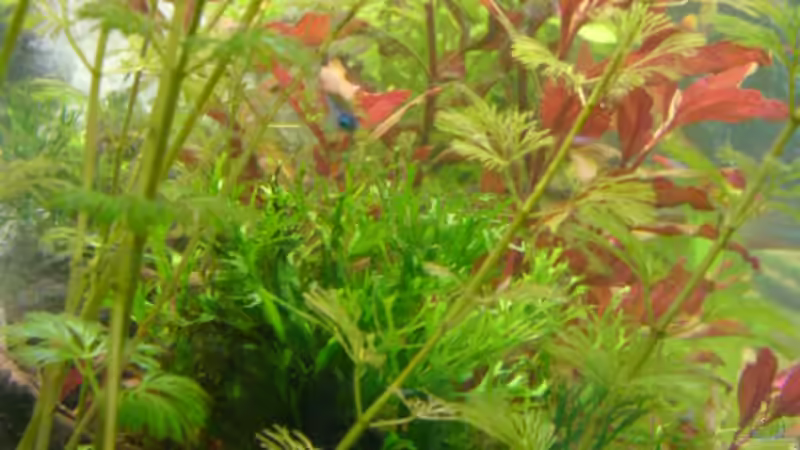 Pflanzen im Aquarium Becken 1387 von Mario Jungnitsch (9)