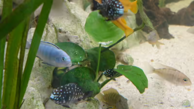 Pflanzen im Aquarium Becken 1388 von Mario Jungnitsch (10)