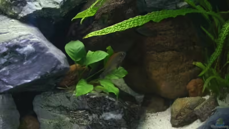 Pflanzen im Aquarium Becken 139 von Falko Golembieski (6)