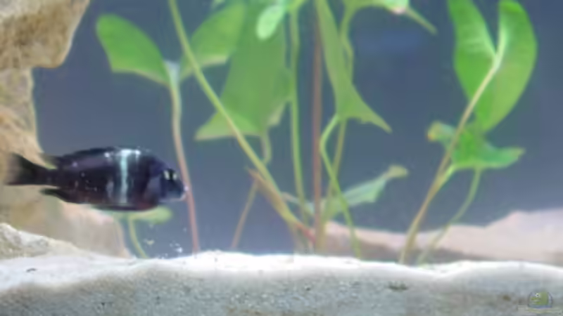 Pflanzen im Aquarium Becken 1395 von Dirk Kratochvill (3)