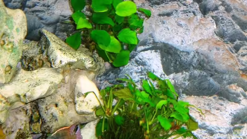Pflanzen im Aquarium Becken 13967 von MalawiEder (5)