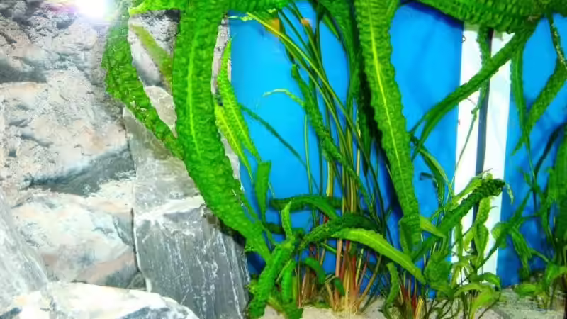 Pflanzen im Aquarium Becken 13967 von MalawiEder (6)