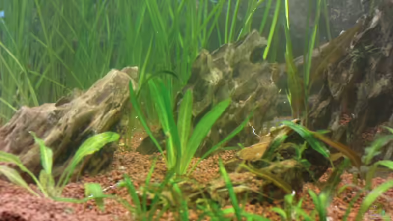 Pflanzen im Aquarium Becken 14098 von Jens Hug (4)