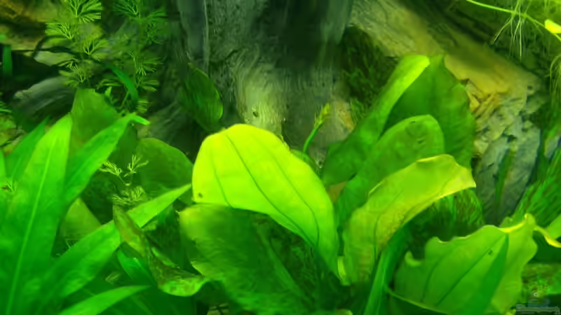 Pflanzen im Aquarium Becken 14217 von Cristian R. Mendez (6)