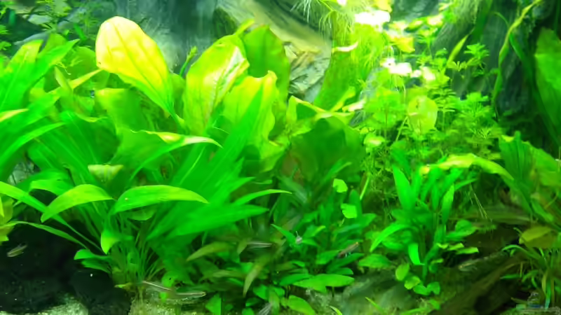 Pflanzen im Aquarium Becken 14217 von Cristian R. Mendez (7)