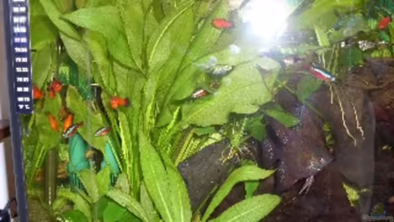 Pflanzen im Aquarium Becken 14293 von der anfänger (14)