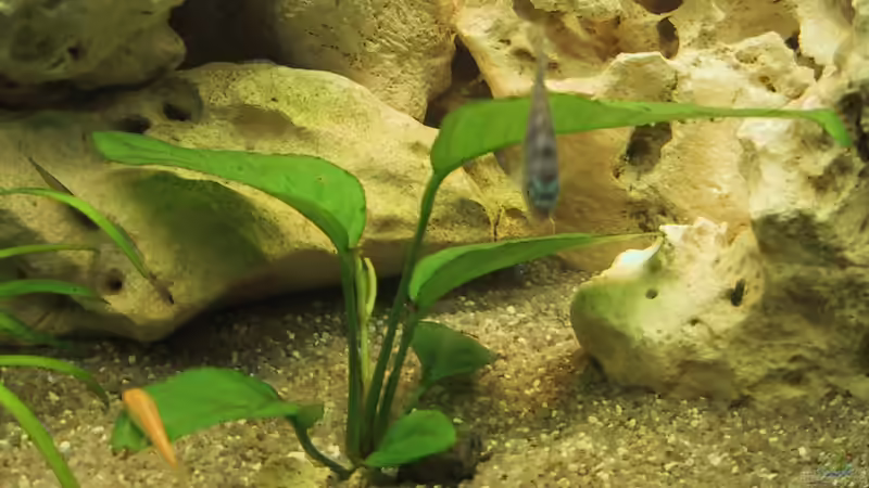 Pflanzen im Aquarium Becken 143 von Andrea Dukai (4)