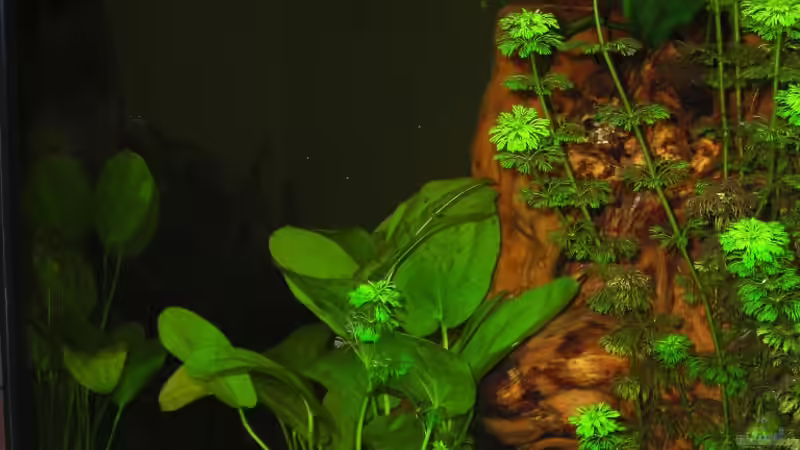 Pflanzen im Aquarium Becken 14321 von Stephan Sigg (3)