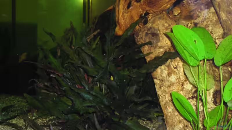 Pflanzen im Aquarium Becken 14321 von Stephan Sigg (4)