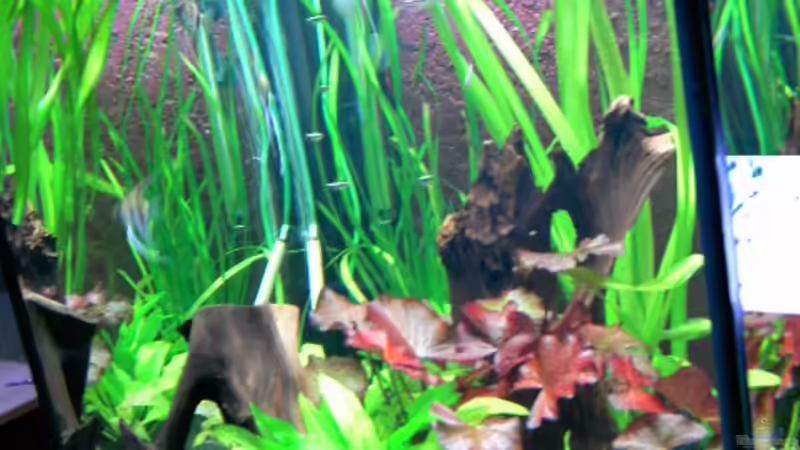 Pflanzen im Aquarium Becken 14329 von Steffen Schmidt (3)