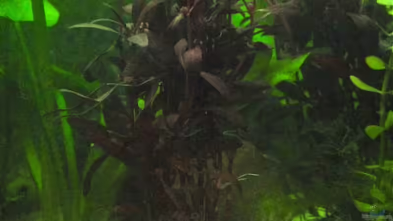 Pflanzen im Aquarium Becken 14357 von Nicole76 (3)