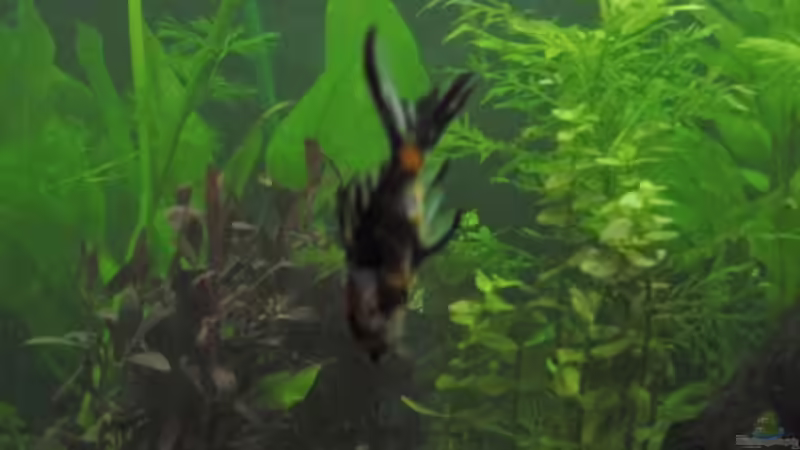 Pflanzen im Aquarium Becken 14357 von Nicole76 (4)