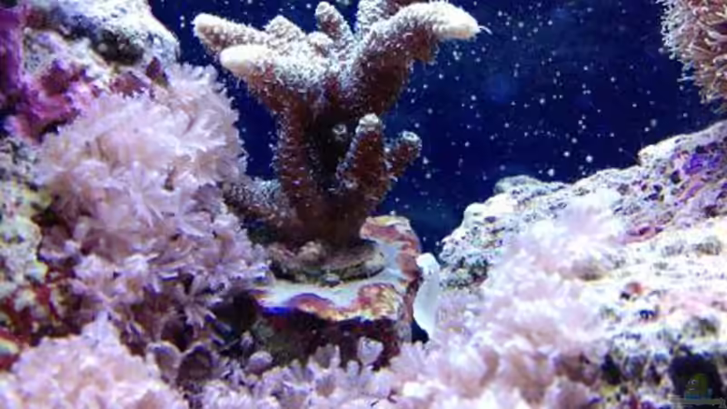 Pflanzen im Aquarium Becken 14360 von tigger69 (15)