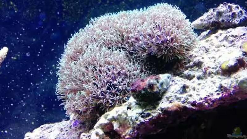 Pflanzen im Aquarium Becken 14360 von tigger69 (16)