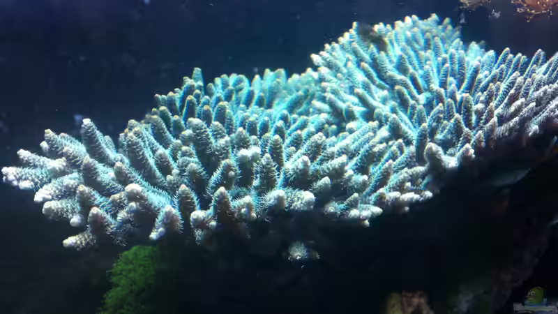 Pflanzen im Aquarium Becken 14360 von tigger69 (18)