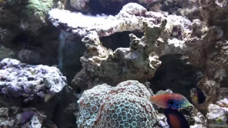 Pflanzen im Aquarium Becken 14382 von Klaus M. (6)