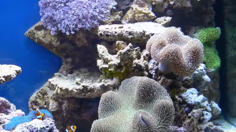 Pflanzen im Aquarium Becken 14382 von Klaus M. (8)