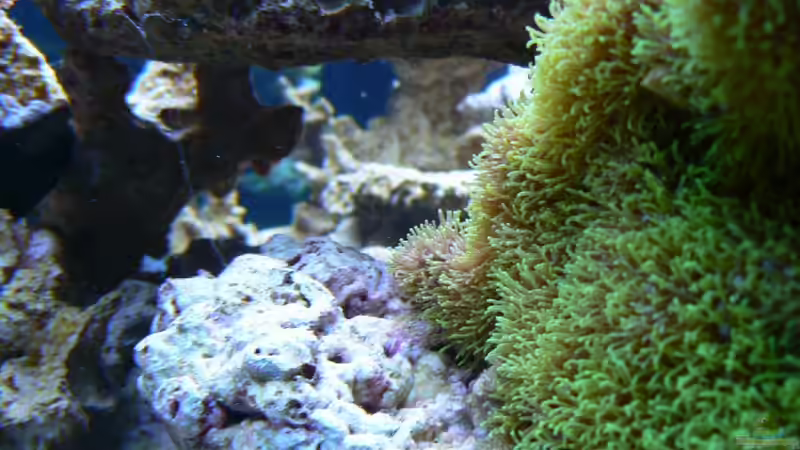 Pflanzen im Aquarium Becken 14382 von Klaus M. (9)