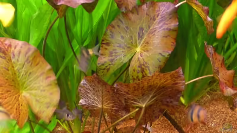 Pflanzen im Aquarium Becken 14476 von Ed (10)