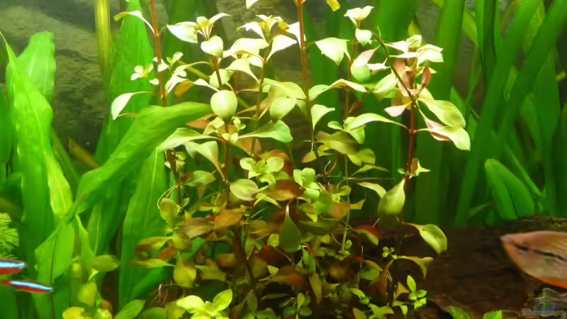 Pflanzen im Aquarium Becken 14476 von Ed (11)