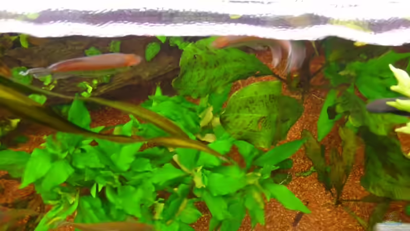 Pflanzen im Aquarium Becken 14476 von Ed (13)