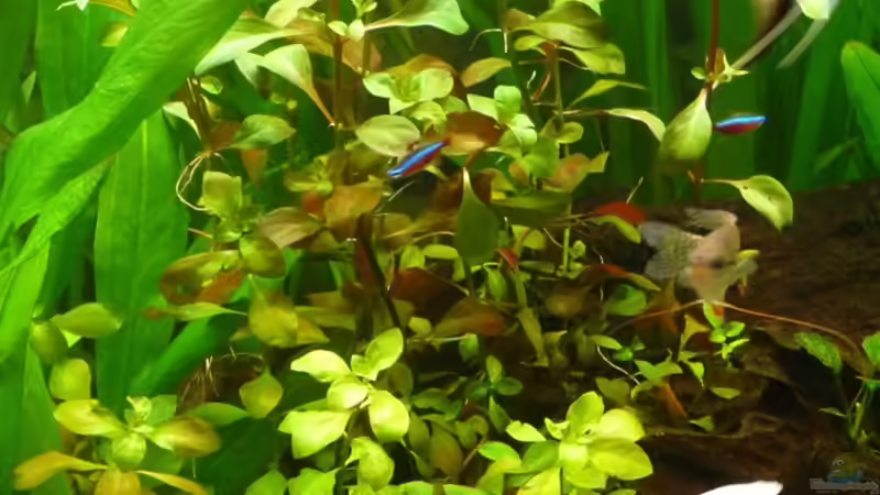 Pflanzen im Aquarium Becken 14476 von Ed (8)