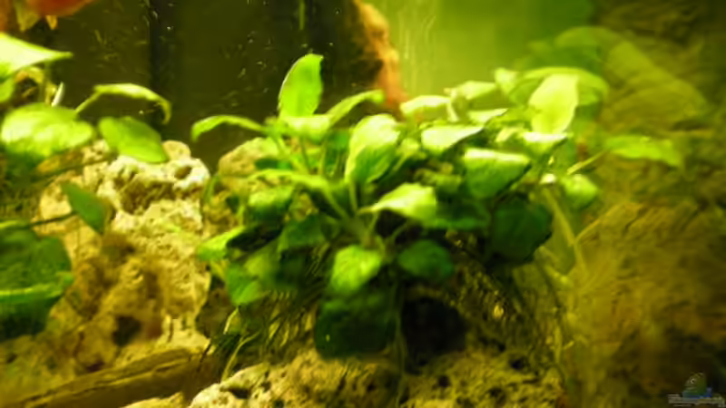 Pflanzen im Aquarium Becken 14522 von Andreas Kärrner (2)