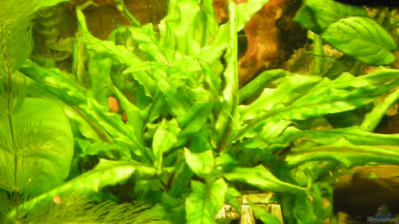 Pflanzen im Aquarium Becken 14522 von Andreas Kärrner (4)