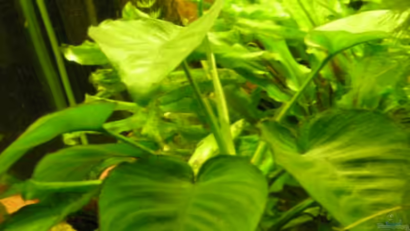 Pflanzen im Aquarium Becken 14522 von Andreas Kärrner (5)