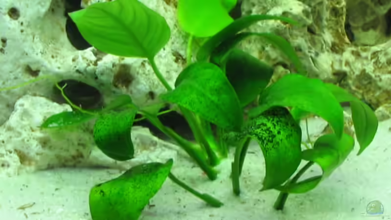 Pflanzen im Aquarium Becken 1466 von Heiko Betz (2)