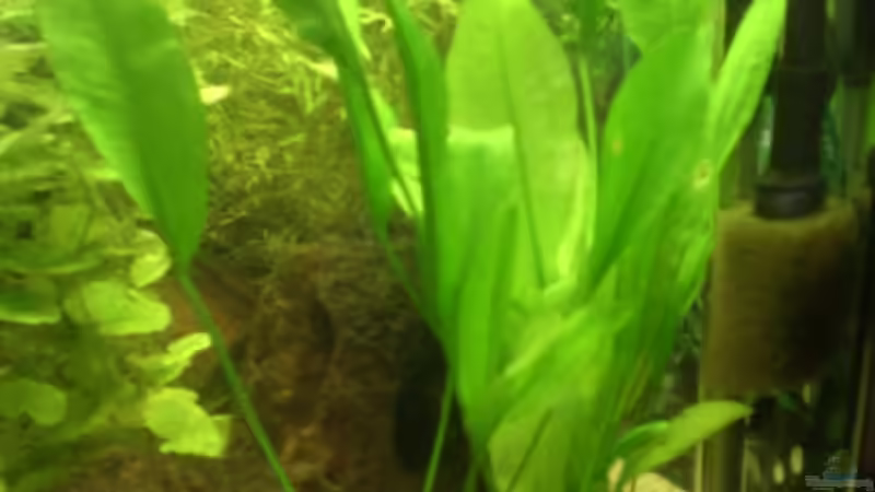 Pflanzen im Aquarium Becken 14680 von sambista (10)