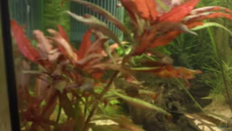 Pflanzen im Aquarium Becken 14680 von sambista (13)