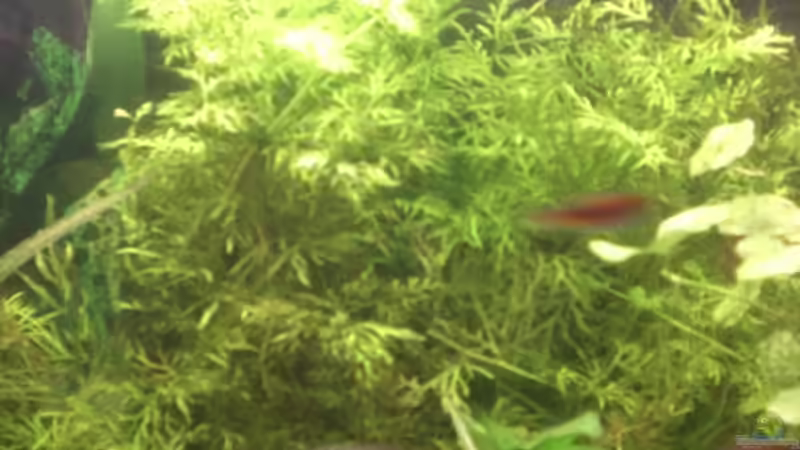 Pflanzen im Aquarium Becken 14680 von sambista (14)