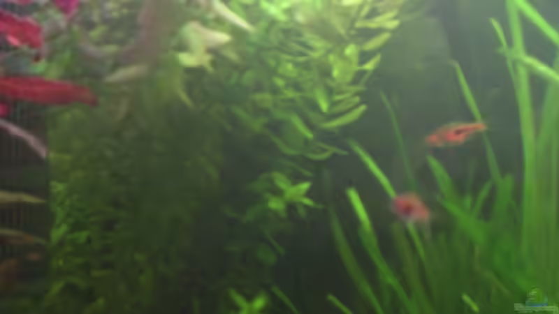 Pflanzen im Aquarium Becken 14680 von sambista (7)