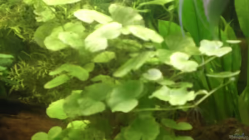 Pflanzen im Aquarium Becken 14680 von sambista (8)