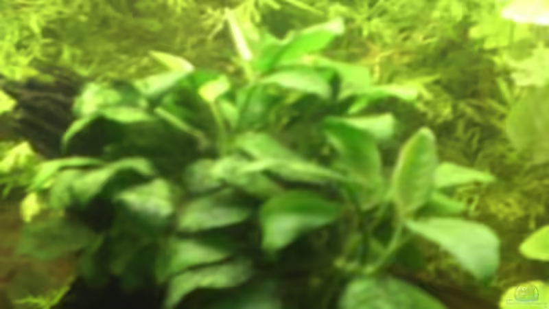 Pflanzen im Aquarium Becken 14680 von sambista (9)