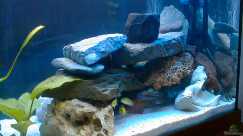 Pflanzen im Aquarium Becken 1471 von Carsten Bobe (4)