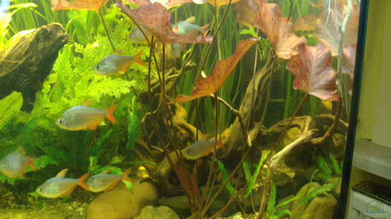 Pflanzen im Aquarium Becken 14713 von Steve Gerecke (7)