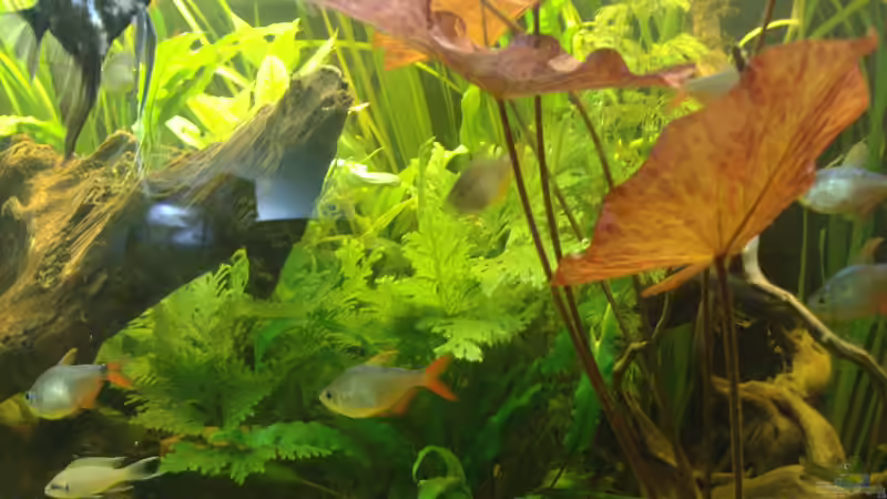 Pflanzen im Aquarium Becken 14713 von Steve Gerecke (8)