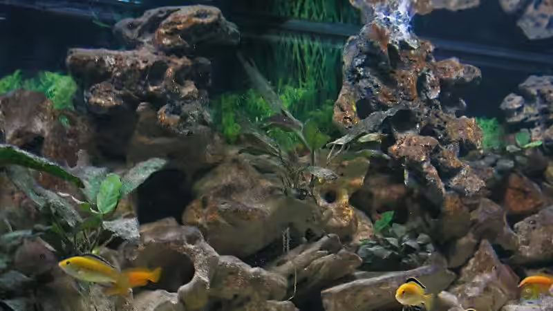 Pflanzen im Aquarium Becken 1472 von Thomas Bauer (4)