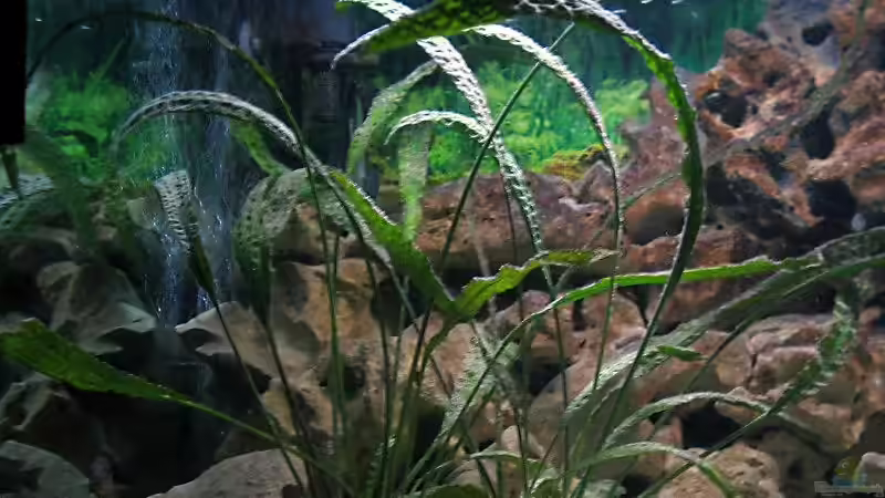 Pflanzen im Aquarium Becken 1472 von Thomas Bauer (5)