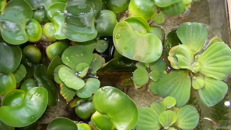 Pflanzen im Aquarium Becken 14739 von Uwe Rast (2)