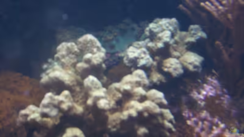 Pflanzen im Aquarium Becken 14792 von EX-MALAWI (8)