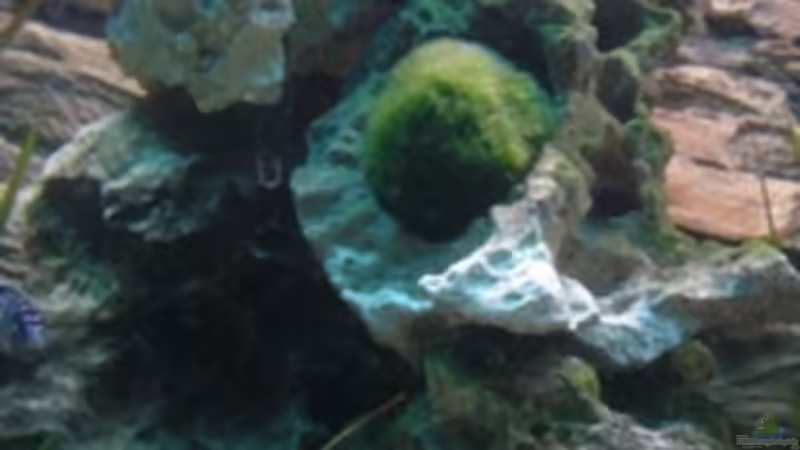 Pflanzen im Aquarium Becken 1488 von Lucky33 (2)