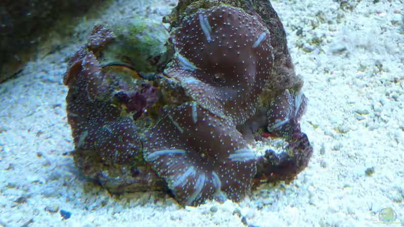 Pflanzen im Aquarium Becken 14885 von Stephan Ascher (22)