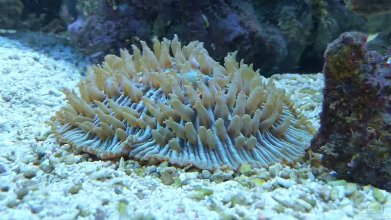 Pflanzen im Aquarium Becken 14885 von Stephan Ascher (23)