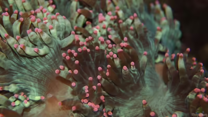 Pflanzen im Aquarium Becken 14885 von Stephan Ascher (31)