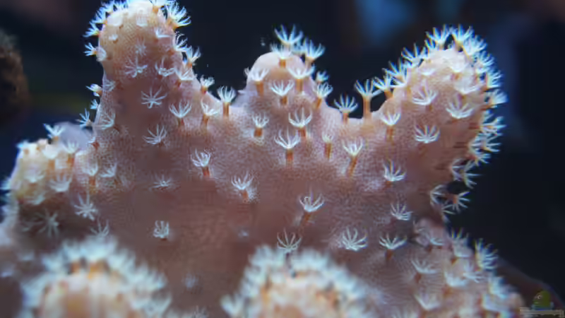 Pflanzen im Aquarium Becken 14885 von Stephan Ascher (32)